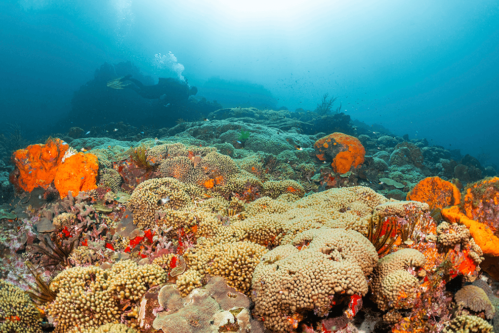 A diver swims at the top of a slope covered in a bed of finger corals.