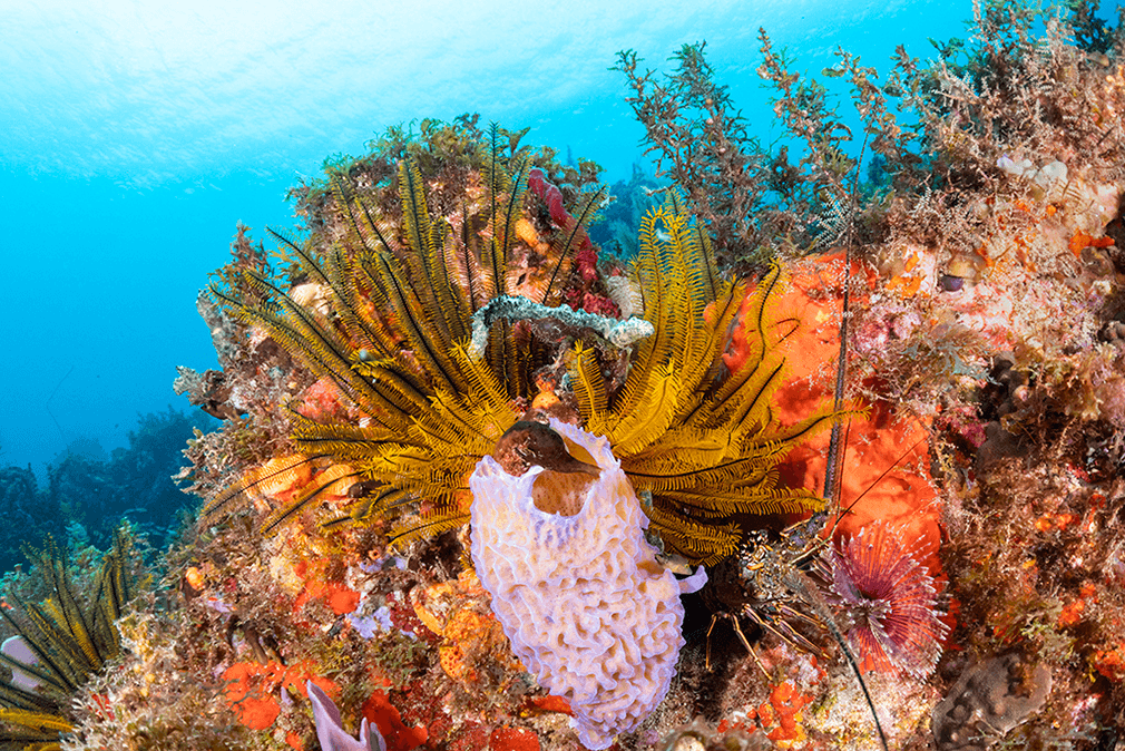 The rich colors of the reef may distract divers from spotting creatures such as the lobster tucked into a cubbyhole on this rock face.