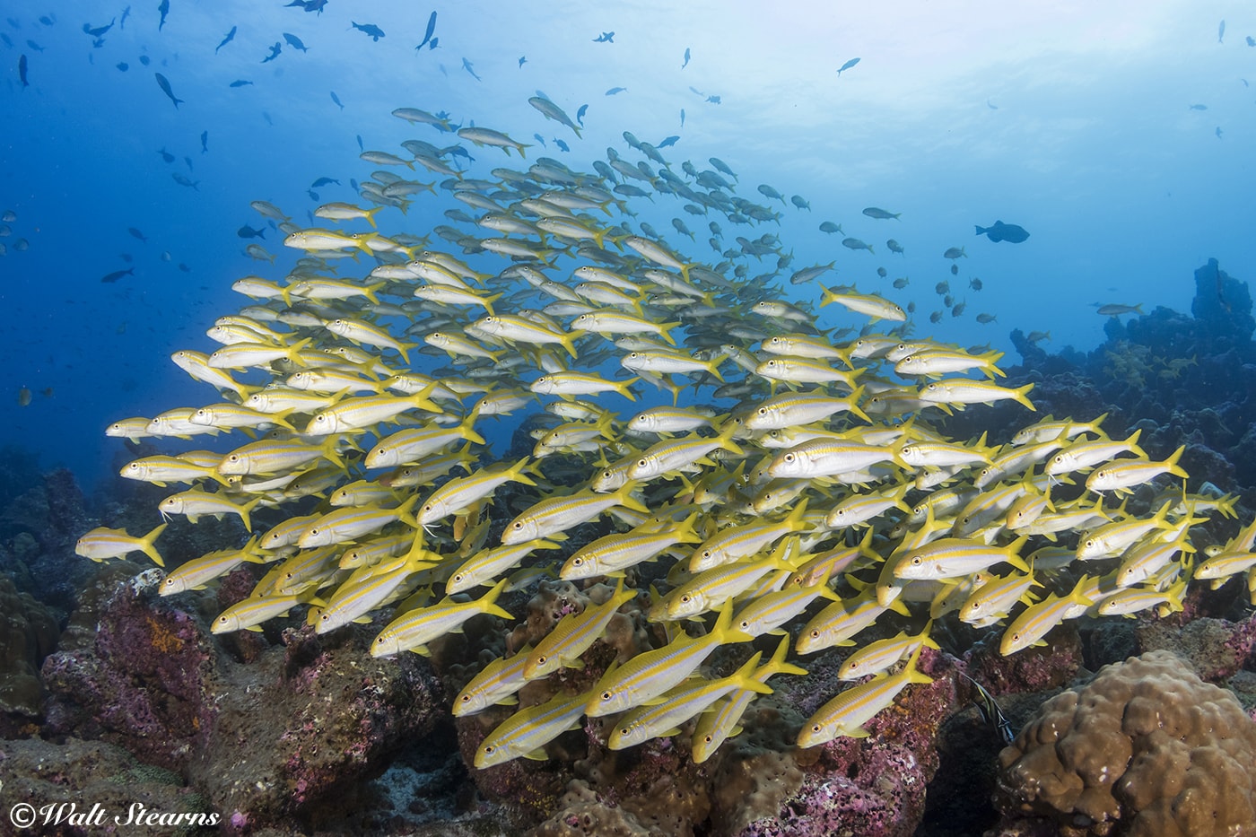 A school of goatfish hovers over a coral-covered rock off Darwin Island.