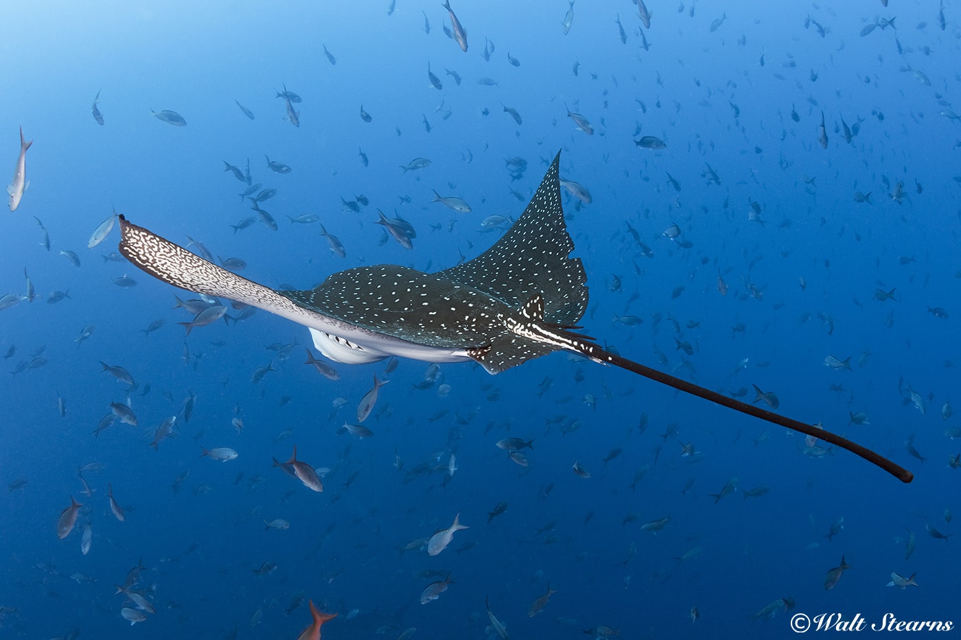 Eagle rays are frequently seen gliding along slopes and walls at dive sites across the Galapagos Islands.