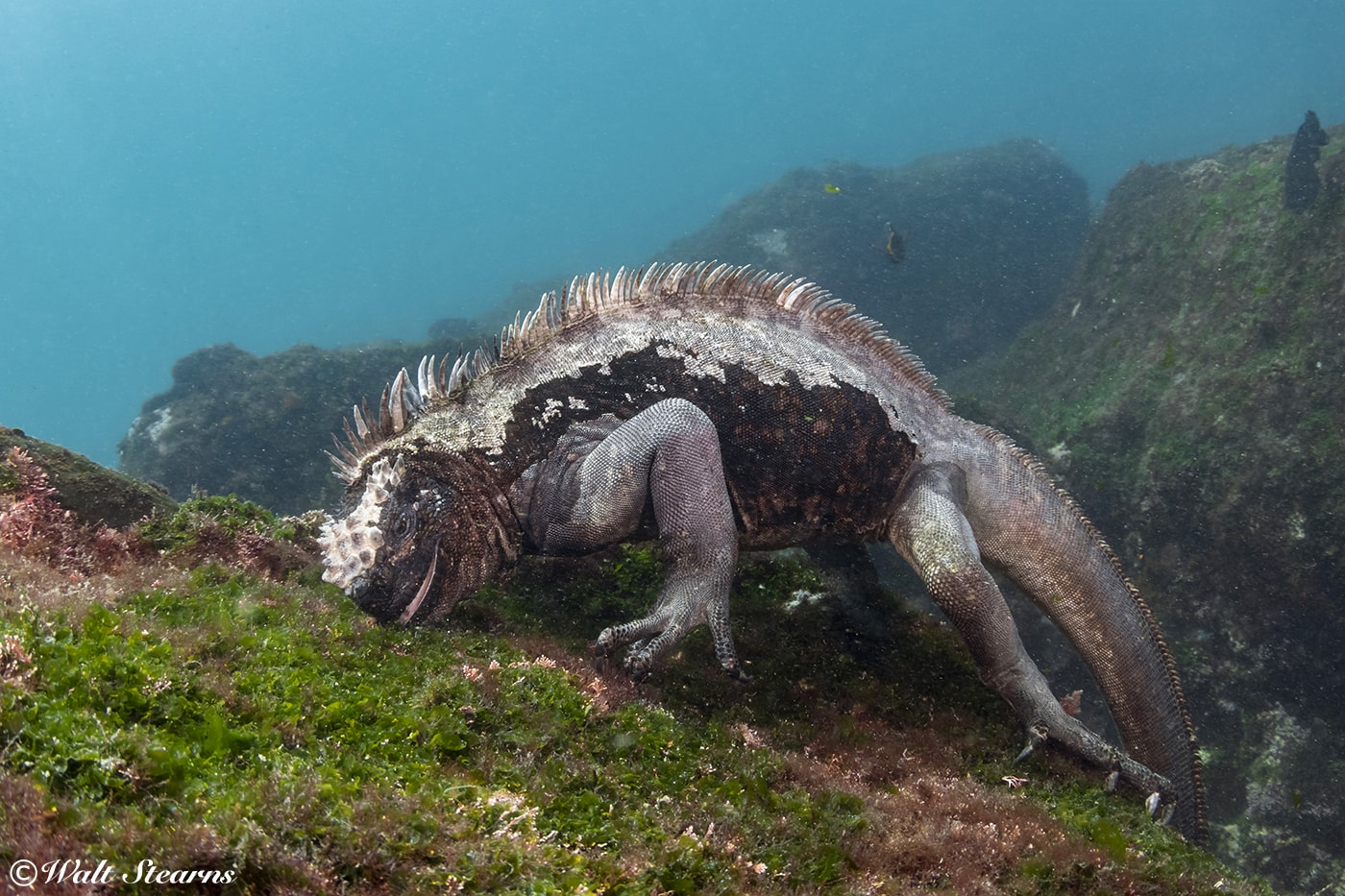 Marine iguanas are air-breathing reptiles, but they can hold their breath for up to half an hour, and dive to depths of 100 feet to graze on algae.
