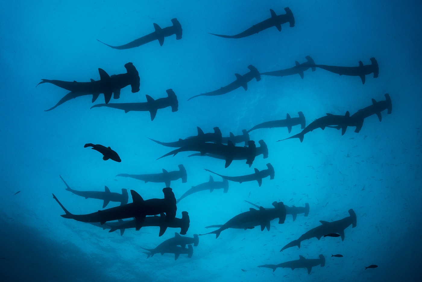 The Galapagos Islands are one of the few places in the world where divers can encounter large schools of scalloped hammerhead sharks.