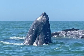 A gray whale is “spy hopping” to get a good look at the humans.