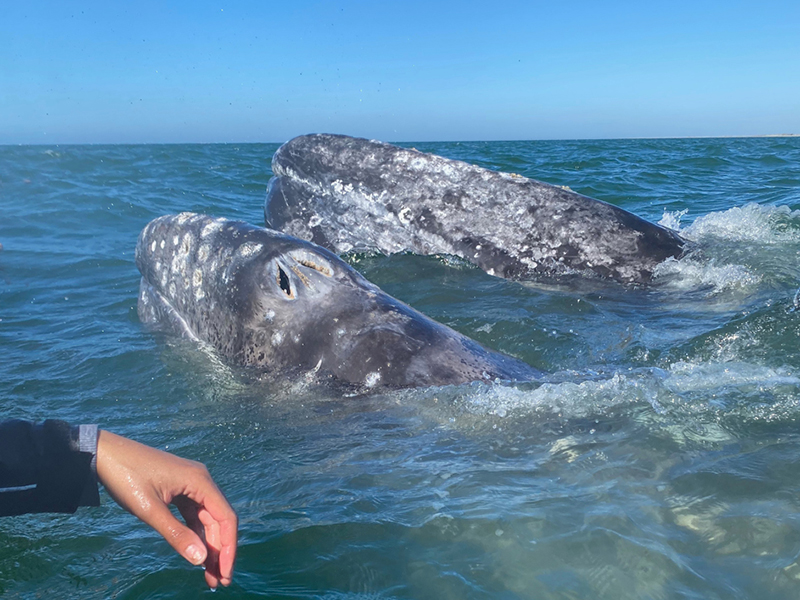  A pair of whales that swam by for a visit.