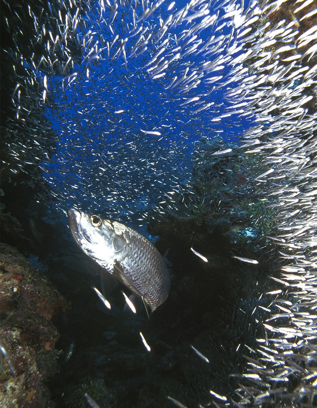 Divers can get quite a thrill when a school of silversides bursts open and scatters as a marauding tarpon lunges through the center of the swirling mass.