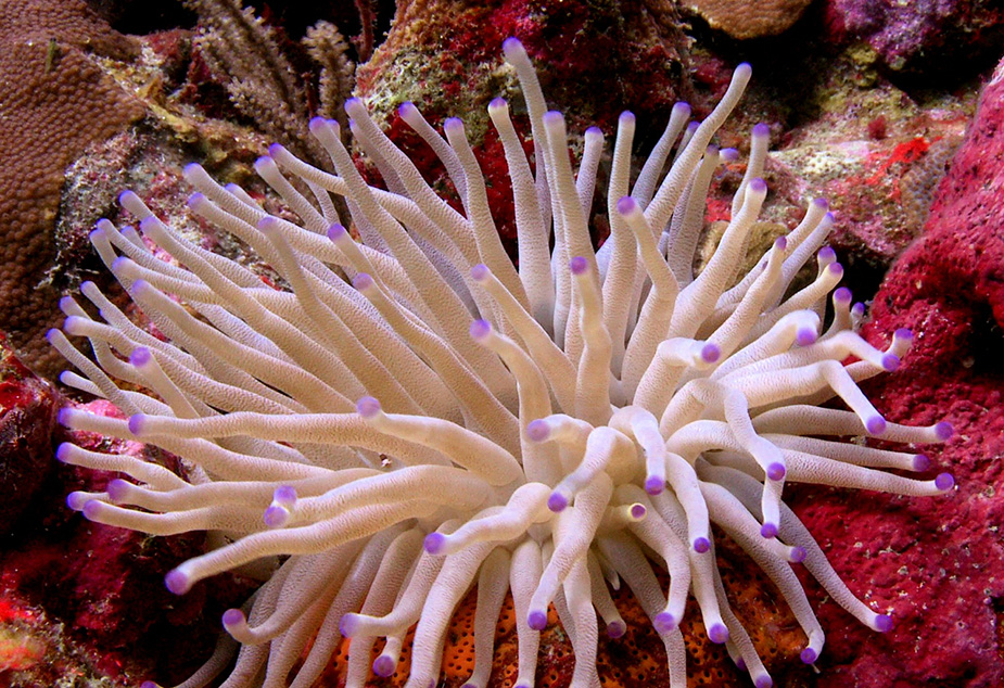 Sea anemones may appear soft and delicate, but any unwary fish that gets too close is in for a nasty, paralyzing sting.