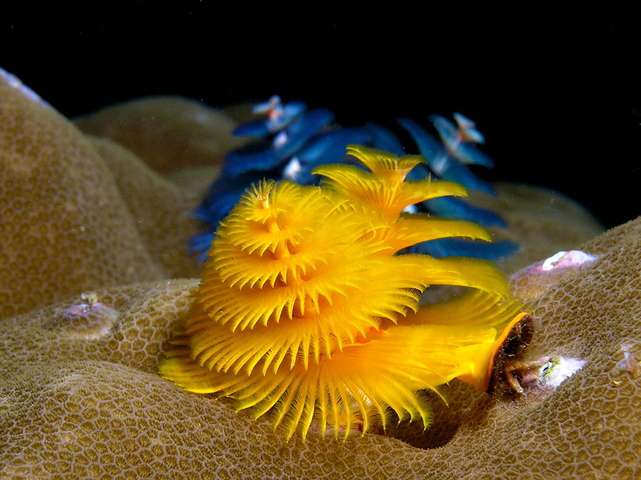 A colorful find on Puerto Rico's reef are Christmas tree worms, which get their name from their distinctive tree-like appendages.