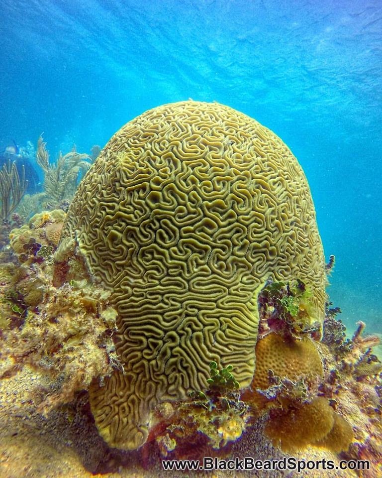 A brain coral adorns a reef on Puerto Rico's east coast. These formations are often hundreds of years old.