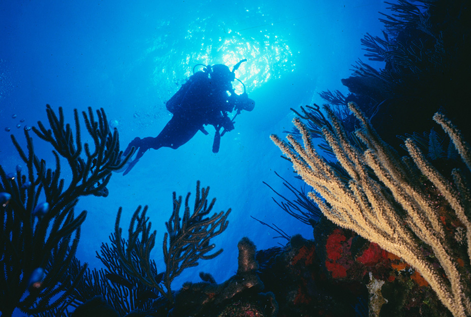 On the south coast of Puerto Rico, a diver hovers on the edge of a wall covered in soft corals.