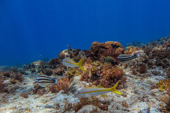 Small snapper flit about in search of a meal