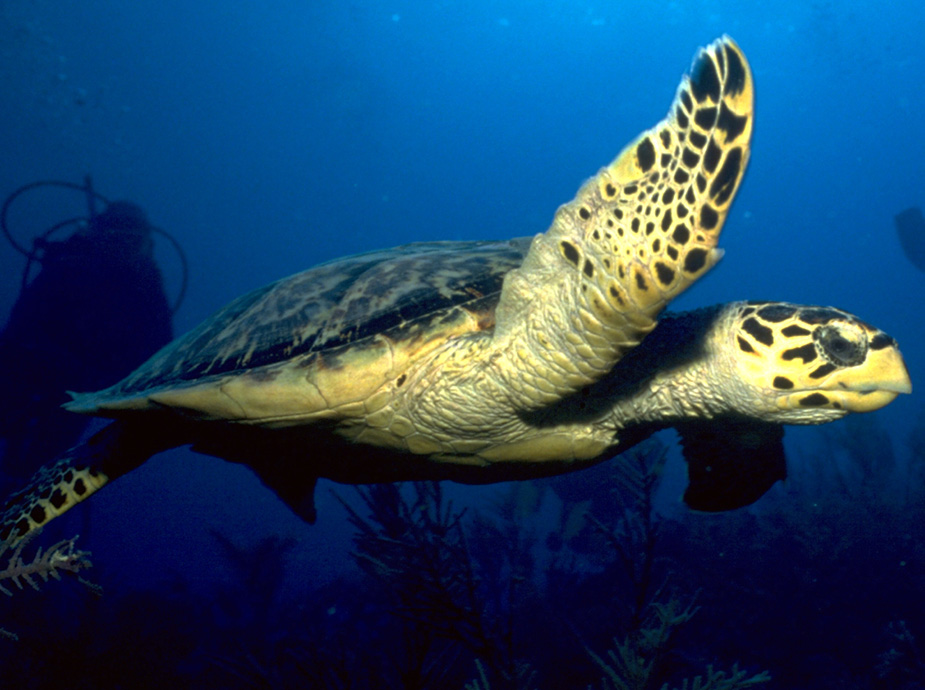 The sponge beds that thrive on many of Puerto Rico's underwater walls attract hawksbill turtles.