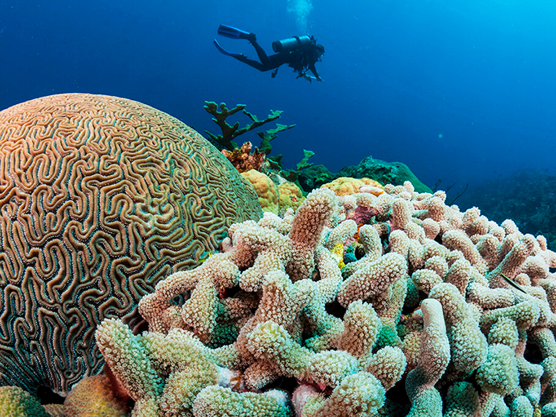 Healthy coral reefs do much more than delight divers and are vital to marine life and ocean health.