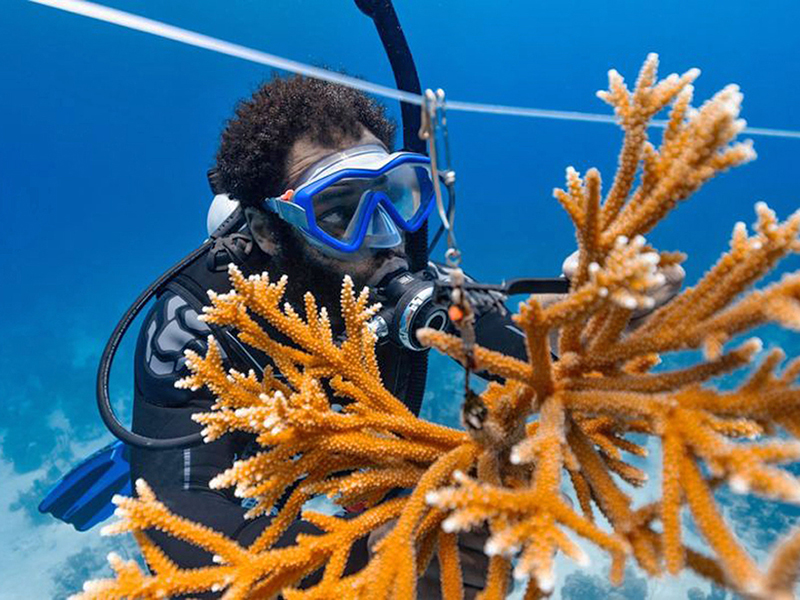 Reef Rescue Network nurseries are currently cultivating five species of fast-growing hard corals for replanting onto reefs.