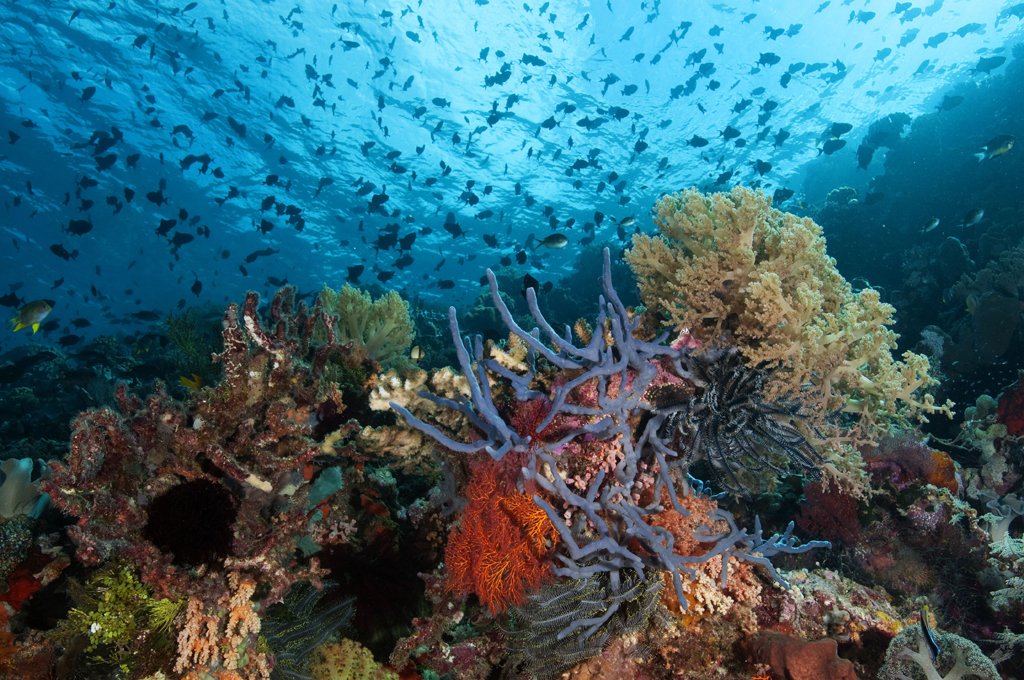 Indonesia is home to some of the most colorful and bio-diverse coral reefs on the planet.
