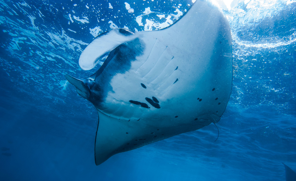 Both Komodo and Raja Ampat are known for frequent sightings of manta rays.