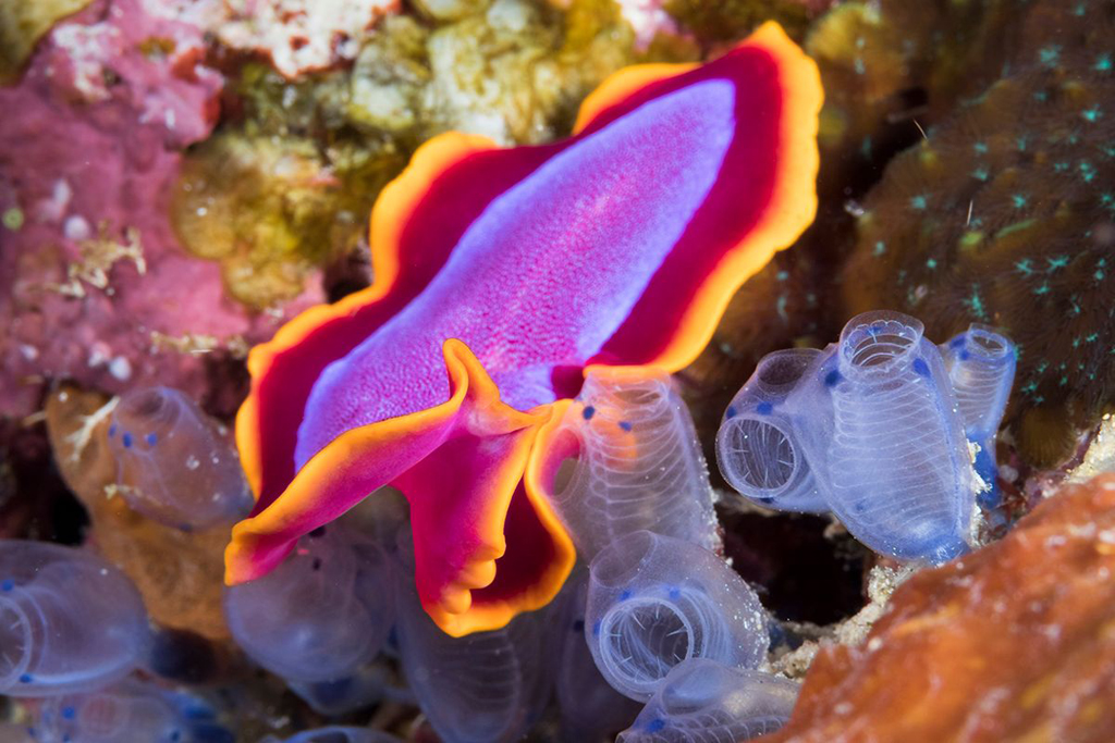 Alor is becoming known as a top destination for nudibranch hunters.
