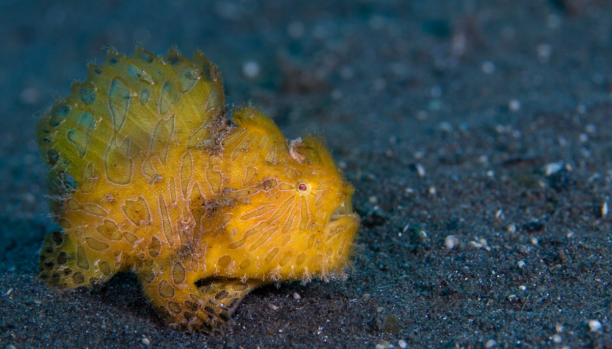 Unique marine life such as this hairy frogfish is one of the main attractions at Lembeh.