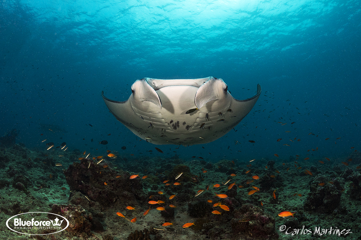 Manta Ray cleaning stations give divers a chance to see these graceful creatures up close.