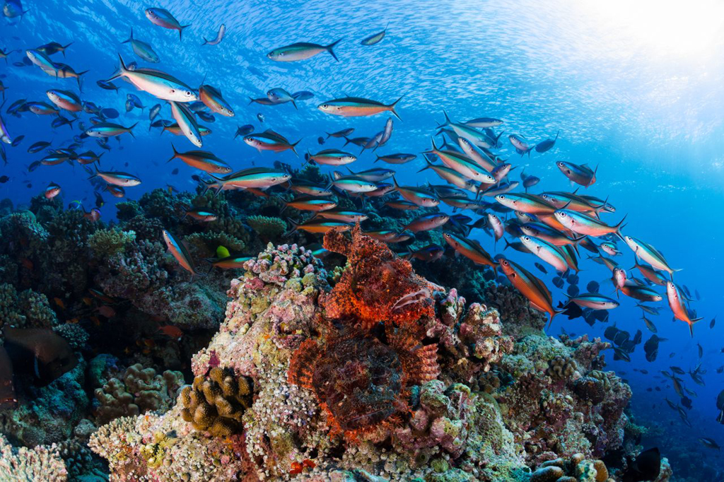 Underwater pinnacles are a common feature of Maldives seascapes. 