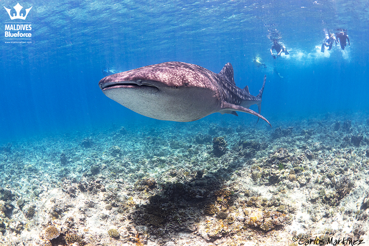 The waters of the Maldives are known as one of the world's top destinations for whale shark sightings.