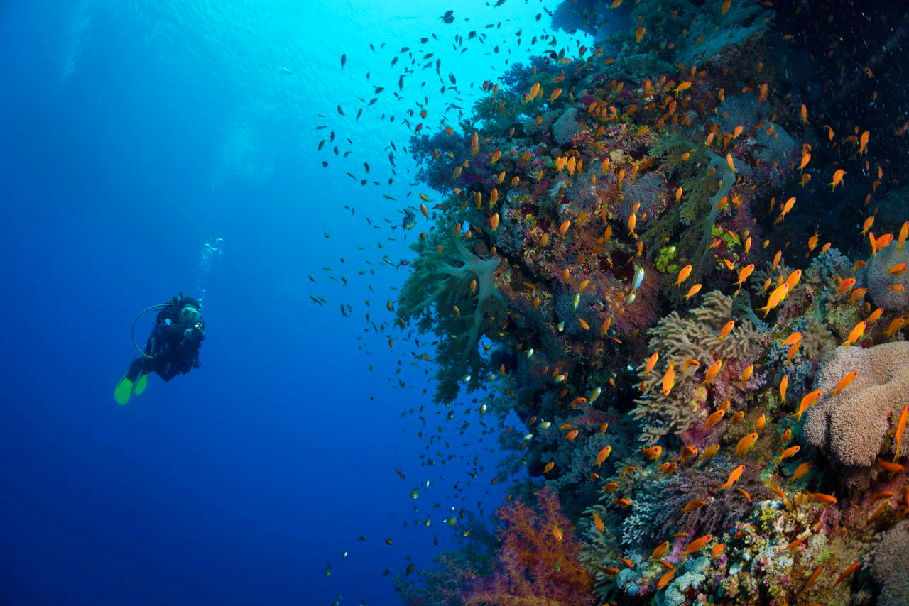 The Red Sea is an ideal destination for divers who enjoy big walls.