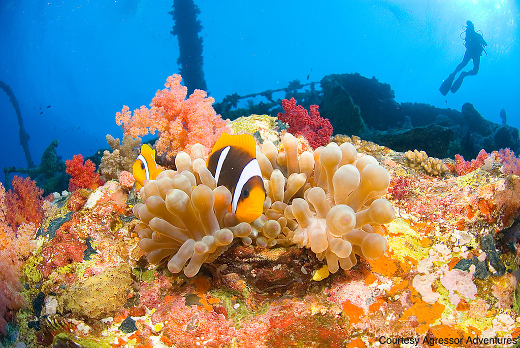 Prolific coral growth blankets some Red Sea wrecks.