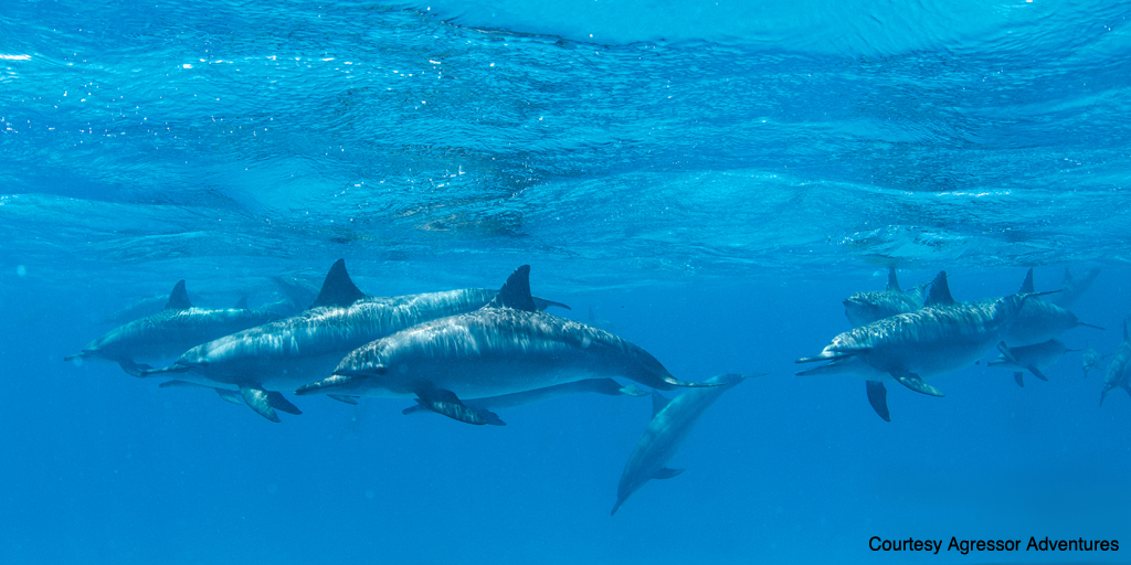 Certain dive sites are known for resident dolphin pods.