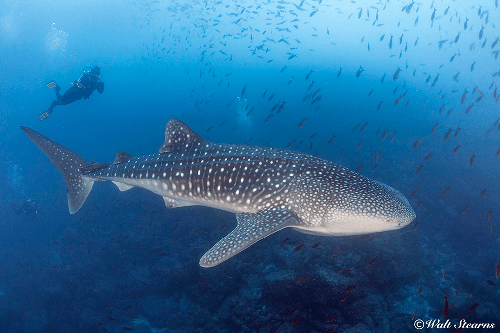 Whale sharks sightings are just one of the many experiences that await on a liveaboard cruise.