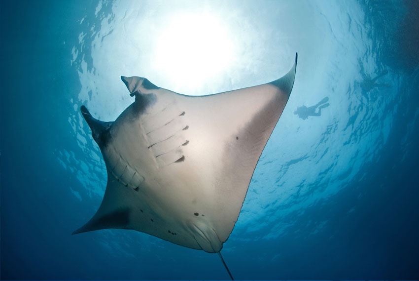 The Maldives is home to the world's largest populations of reef mantas.