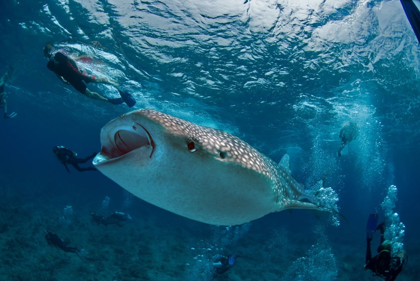 Whale sharks are found year-round in the Maldives.