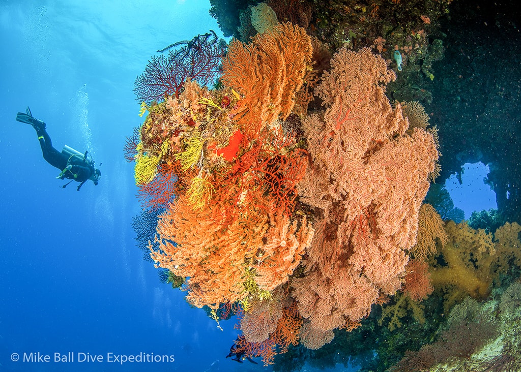 The Spoilsport visits world-class sites in the Coral Sea, where divers can explore towering bommies and swim with sharks.