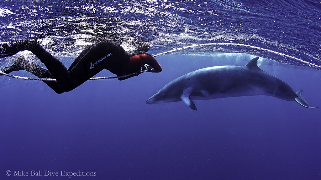 Low-level flights to and from Lizard Island give passenger’s dramatic views of the reefs and stay well below altitudes that might case fly-after-diving problems. 