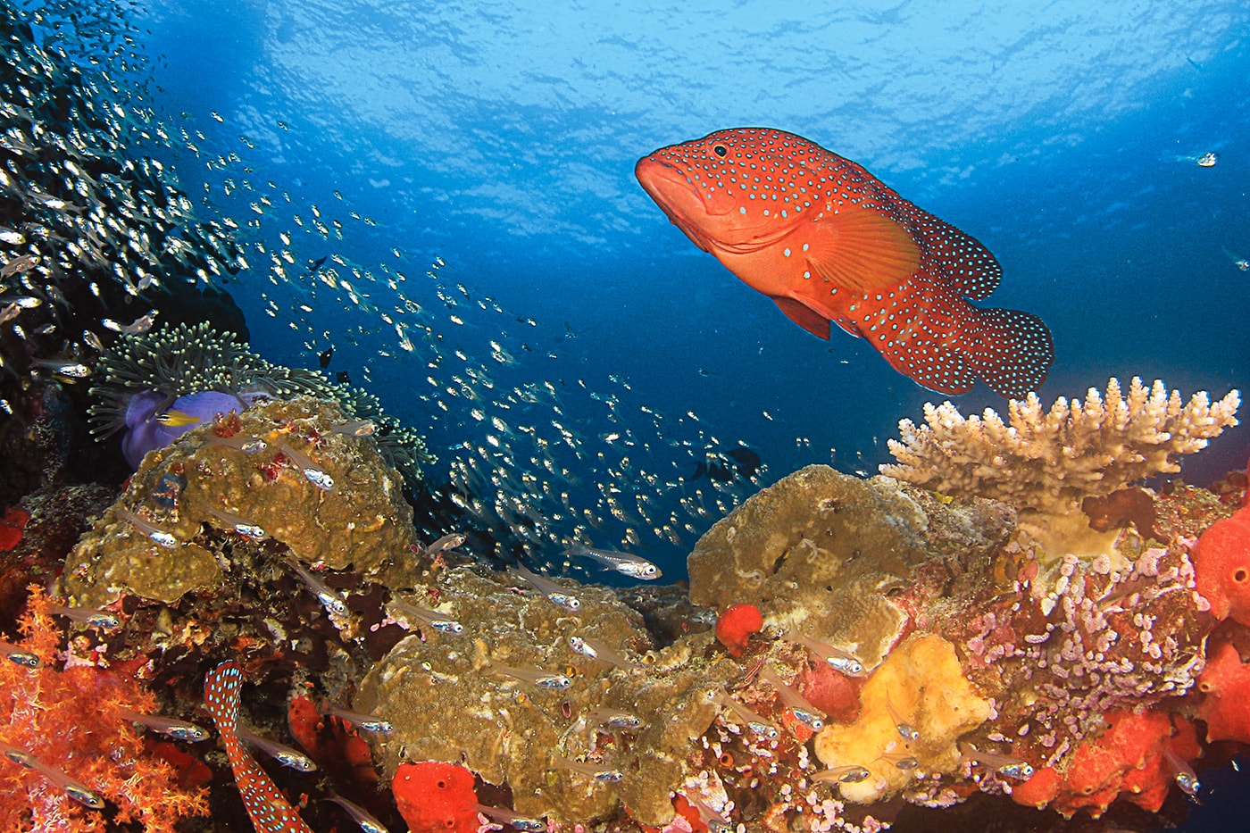 The Ribbon Reefs are managed under a strict no-take policy that provides protection for grouper and other species normally targeted by fishermen.