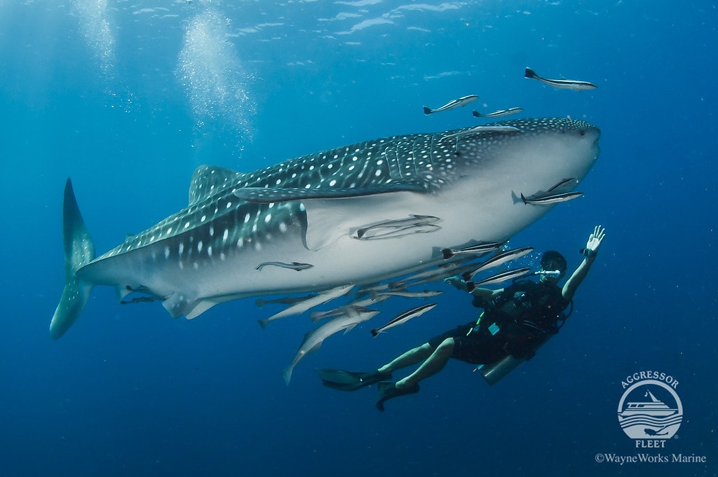 The Thailand Aggressor provides divers with premier access to prime dive sites in the North Andaman Sea, where whale shark encounters are a frequent experience.
