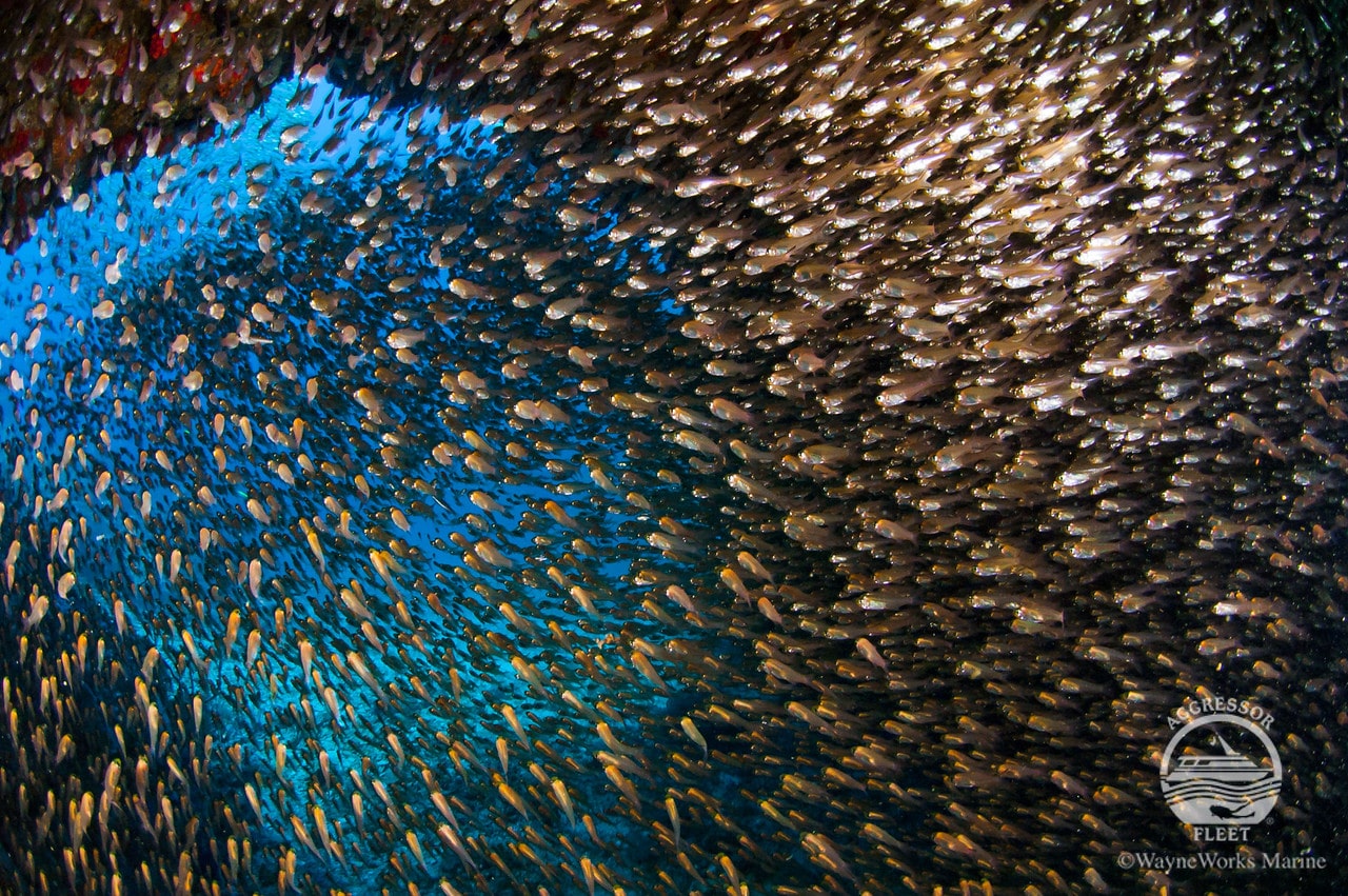 Sites in the Similan Islands are riddled with caverns and canyons that hold an abundance of fish life.