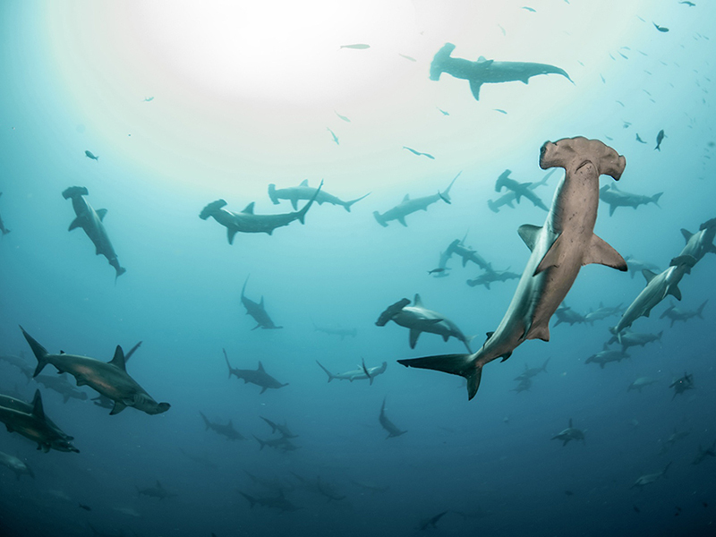 Large schools of scalloped hammerhead sharks congregate in the waters around Wolf and Darwin Islands.