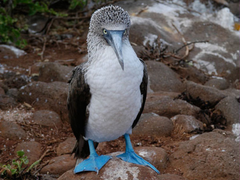 Half of the world's blue-footed boobies live in the Galapagos Islands.