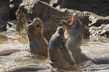 A sea lion colony at Cousin’s Rock.