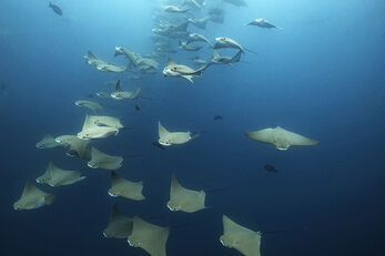 Divers can see up to 15 species of rays in the Galapagos.