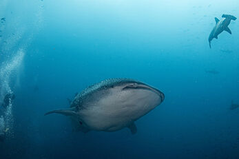 Whale shark sightings are coming from June to November.