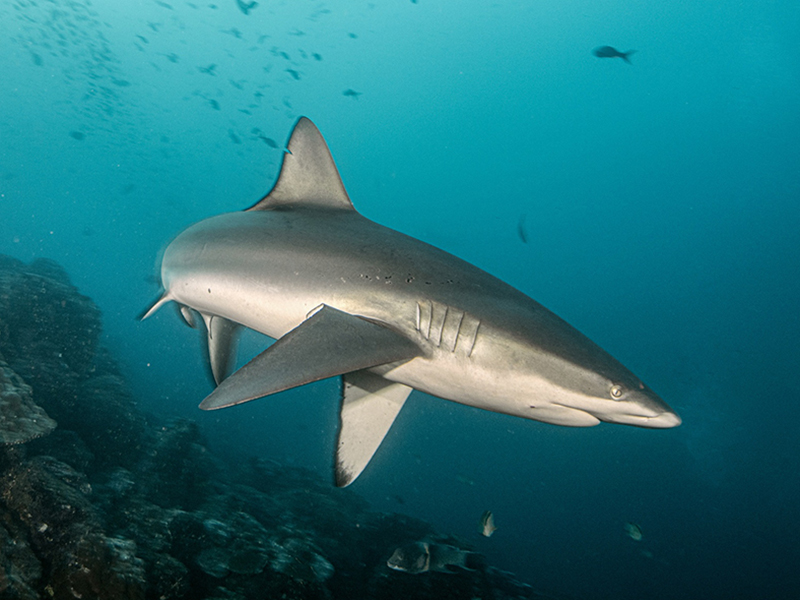 More than 30 species of sharks can be found in Galapagos waters.