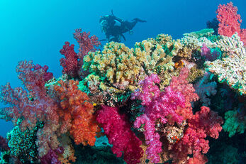 Fiji's reefs are covered in colorful assortments of soft corals.