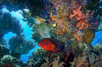 Reefs in the Blight Waters feature intricate networks of crevices and grottoes.