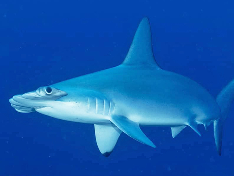 When diving walls and pinnacles, divers may be greeted by curious hammerhead sharks rising from the depths.