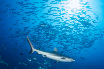Pinnacles attract shoals of fish and patrolling sharks.