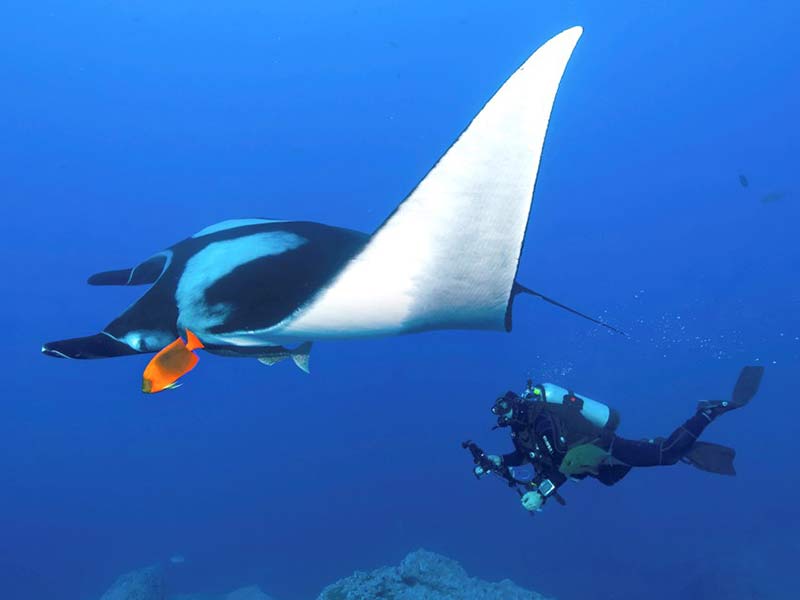 Giant oceanic manta rays congregate at cleaning stations in the waters around the Socorros Islands.