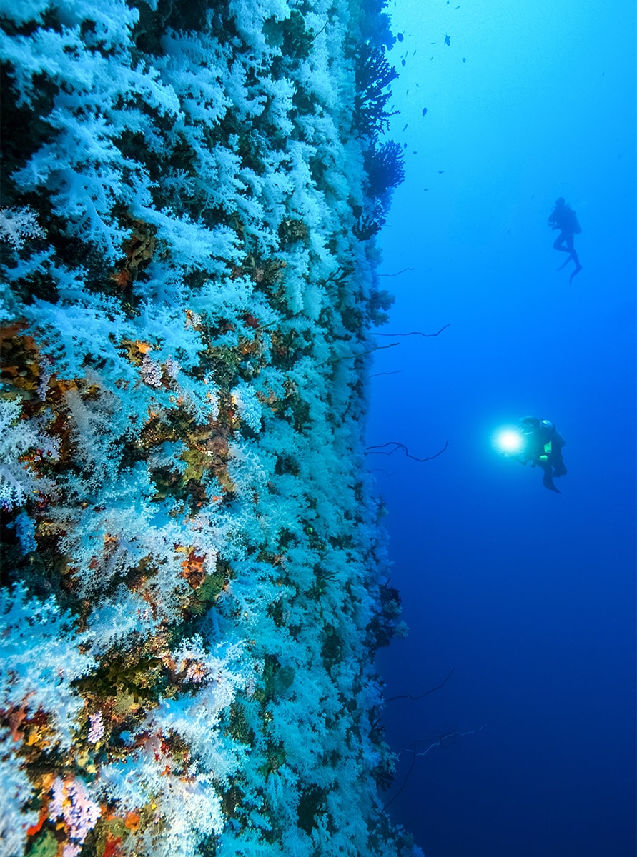 Pale blue soft corals cling to the face of Fiji's Great White Wall, creating an image reminiscent of a snow-covered cliff.