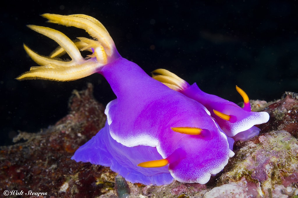 Colorful nudibranchs are just one of the many small finds at Mabul, which is considered one of the finest muck diving sites in Southeast Asia.