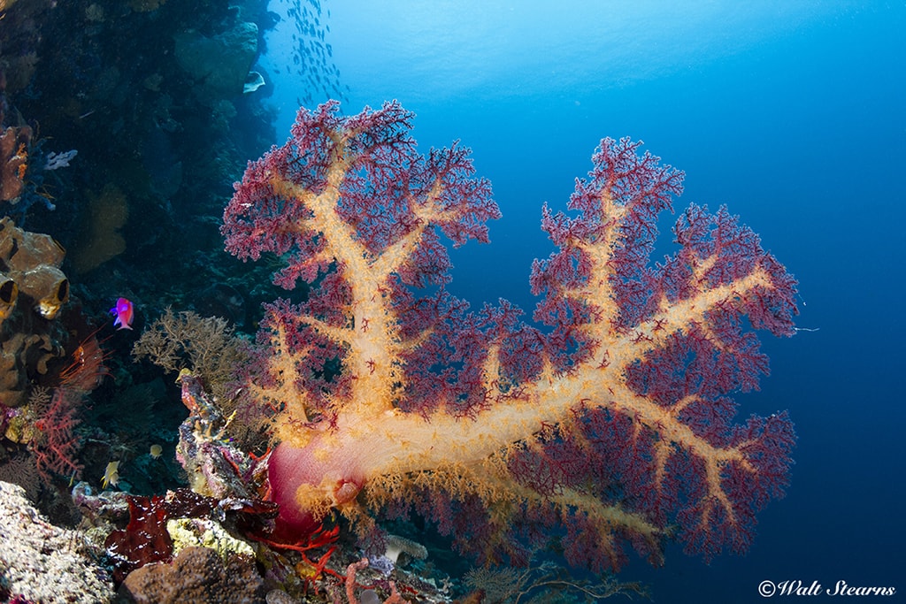 A soft coral tree adds color and interest to an underwater wall near Mabul.