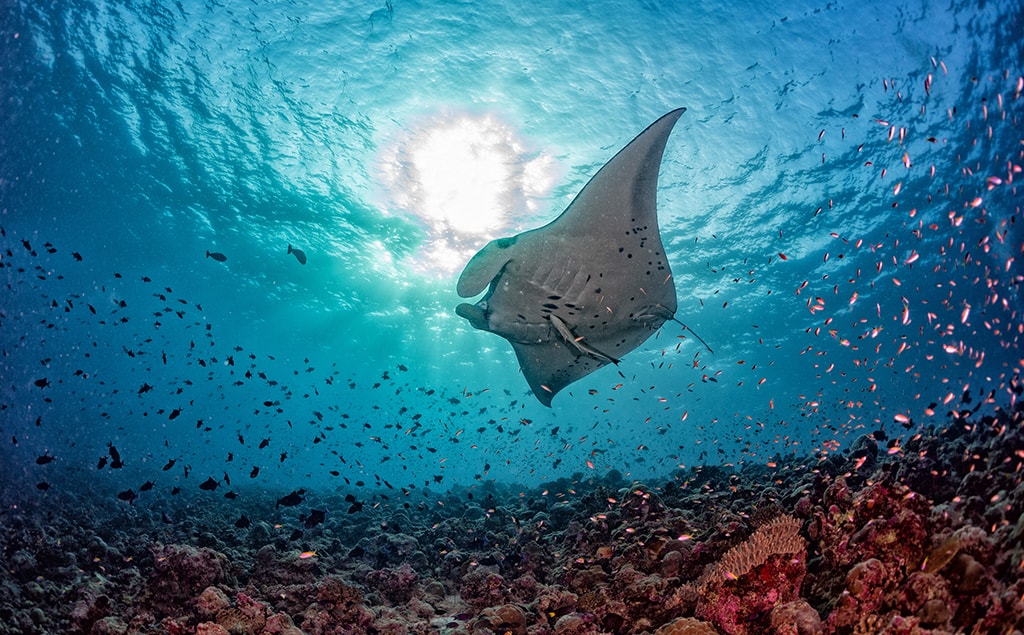 Manta cleaning stations are found on reefs across the Maldives, giving divers a thrilling chance to get close to these graceful animals.